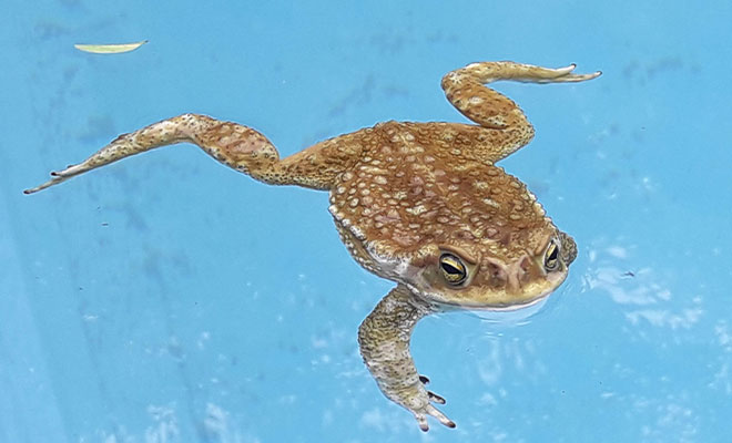 pileta-villapaz-facilidades4